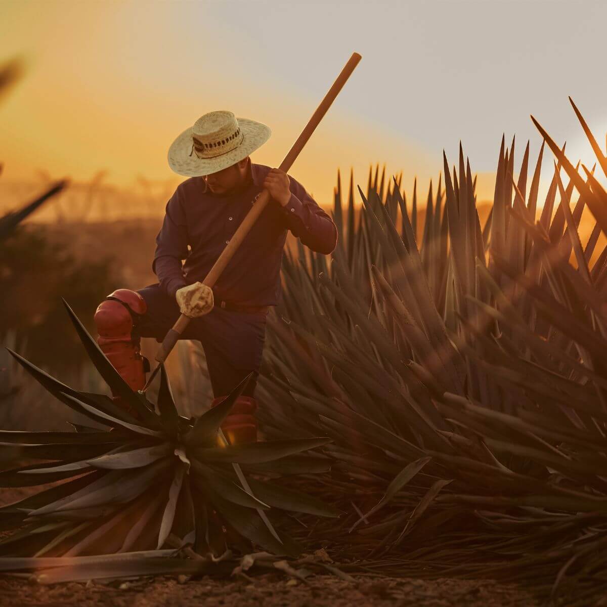 Experiencia Casa Sauza Tour integral Todo incluido